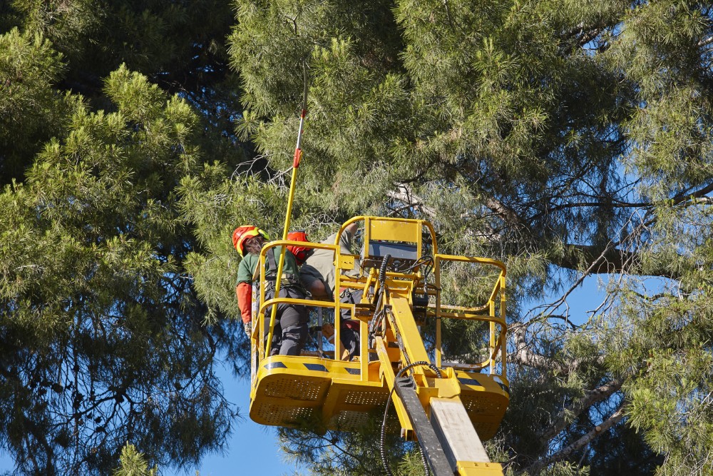 Tree Pruning 