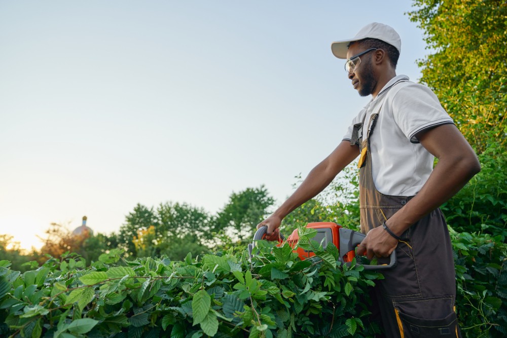Male Gardener Working With Hedge Trimmer In Garden