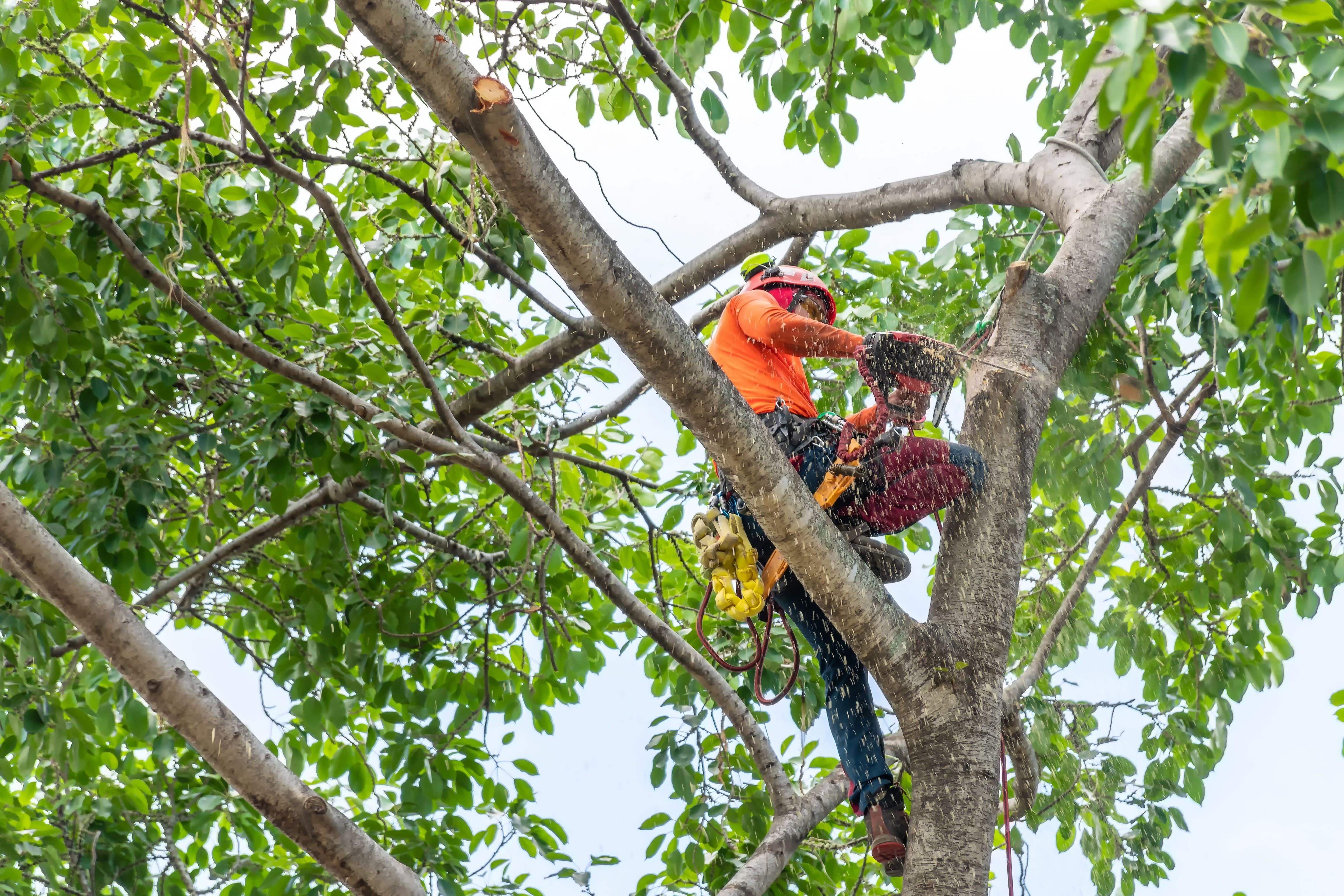 Tree Trimming 