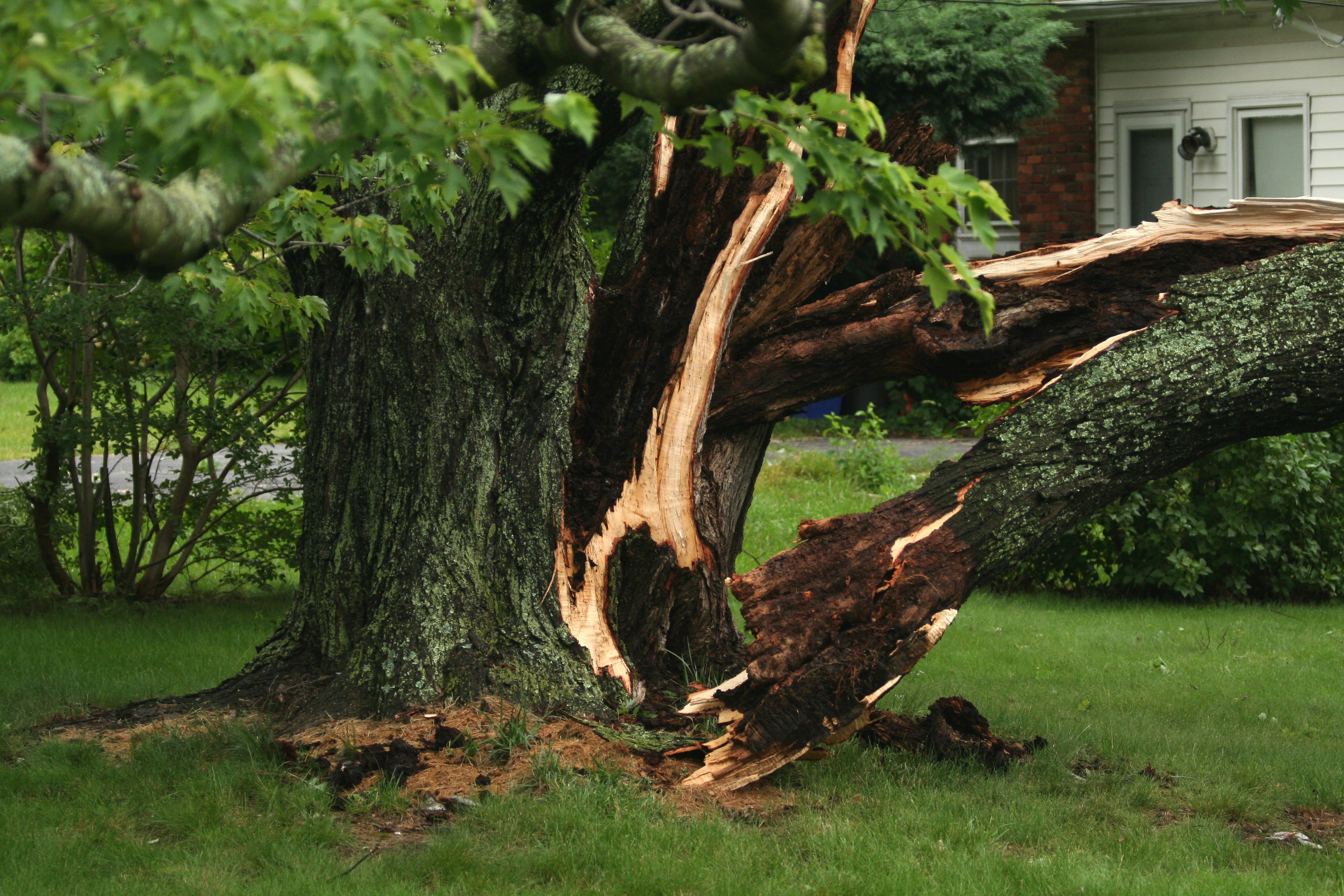 Hazardous Tree